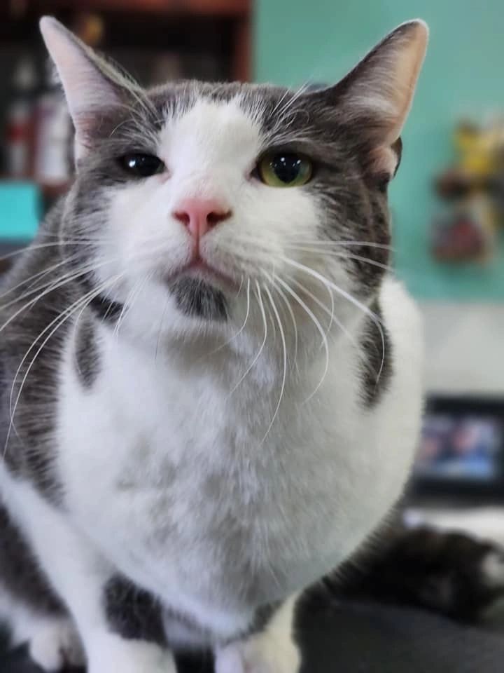 Cat in the original salon photo collection