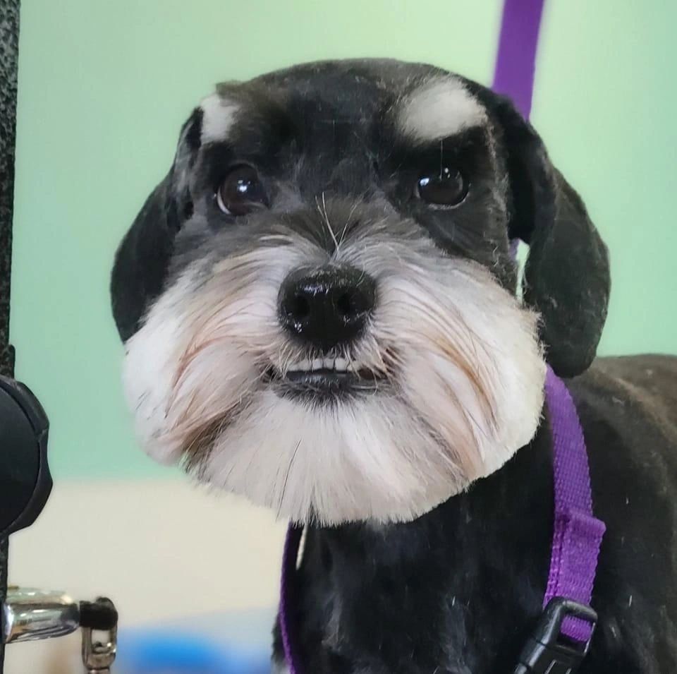 Black and white companion after grooming