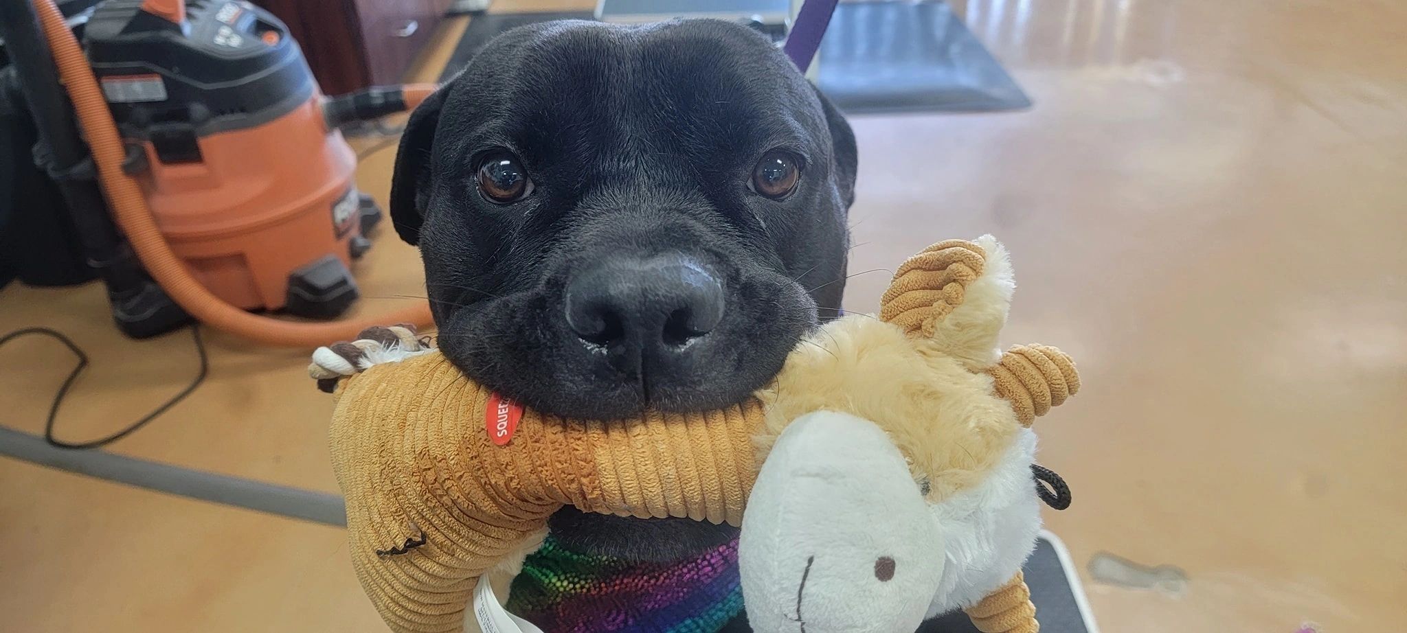 A black dog holding a plush toy at Scruffy To Fluffy