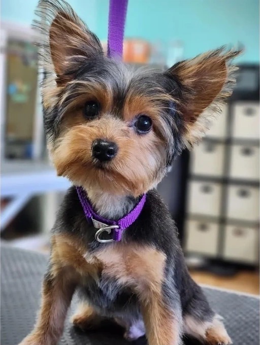 Small terrier with a neatly groomed coat